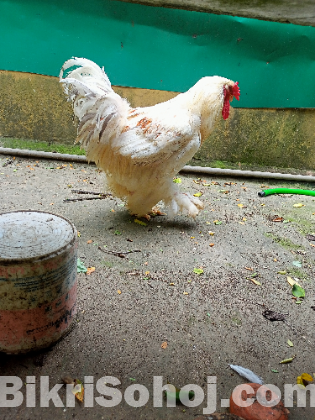 লাইট ব্রাহমা মোরগ মুরগি বিক্রয় হবে।